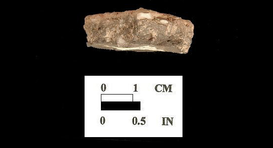 Wolfe Neck cross-section of sherd from Conowingo site 18CE14/161.